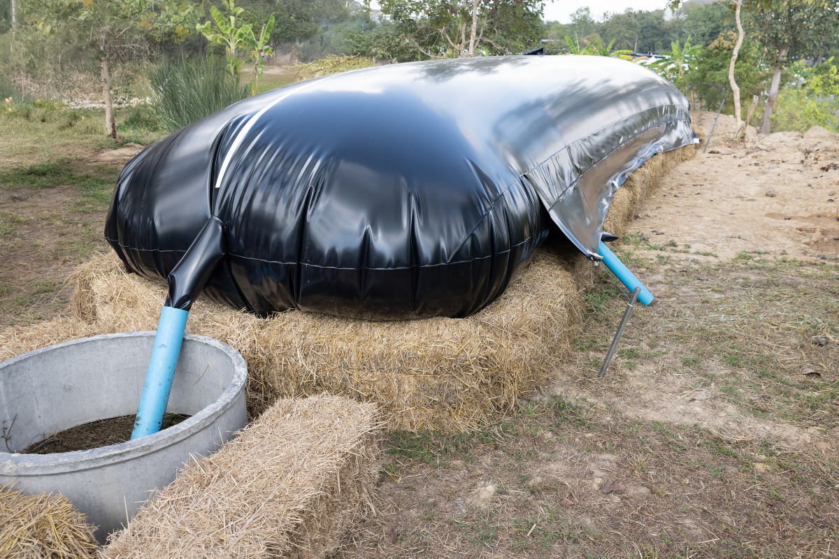 What a flexible biogas digester returned on a small dairy farm What a flexible biogas digester returned on a small dairy farm