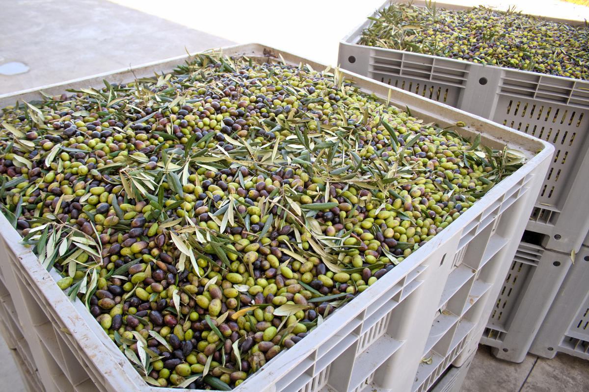 What a kilo of olive oil costs to produce Olive oil now costs more to produce than growers are paid for it