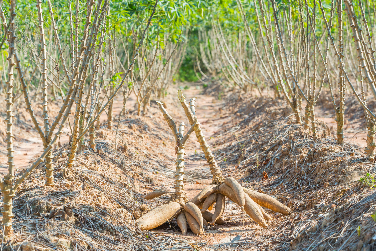 What actually makes cassava farming pay in northern Uganda