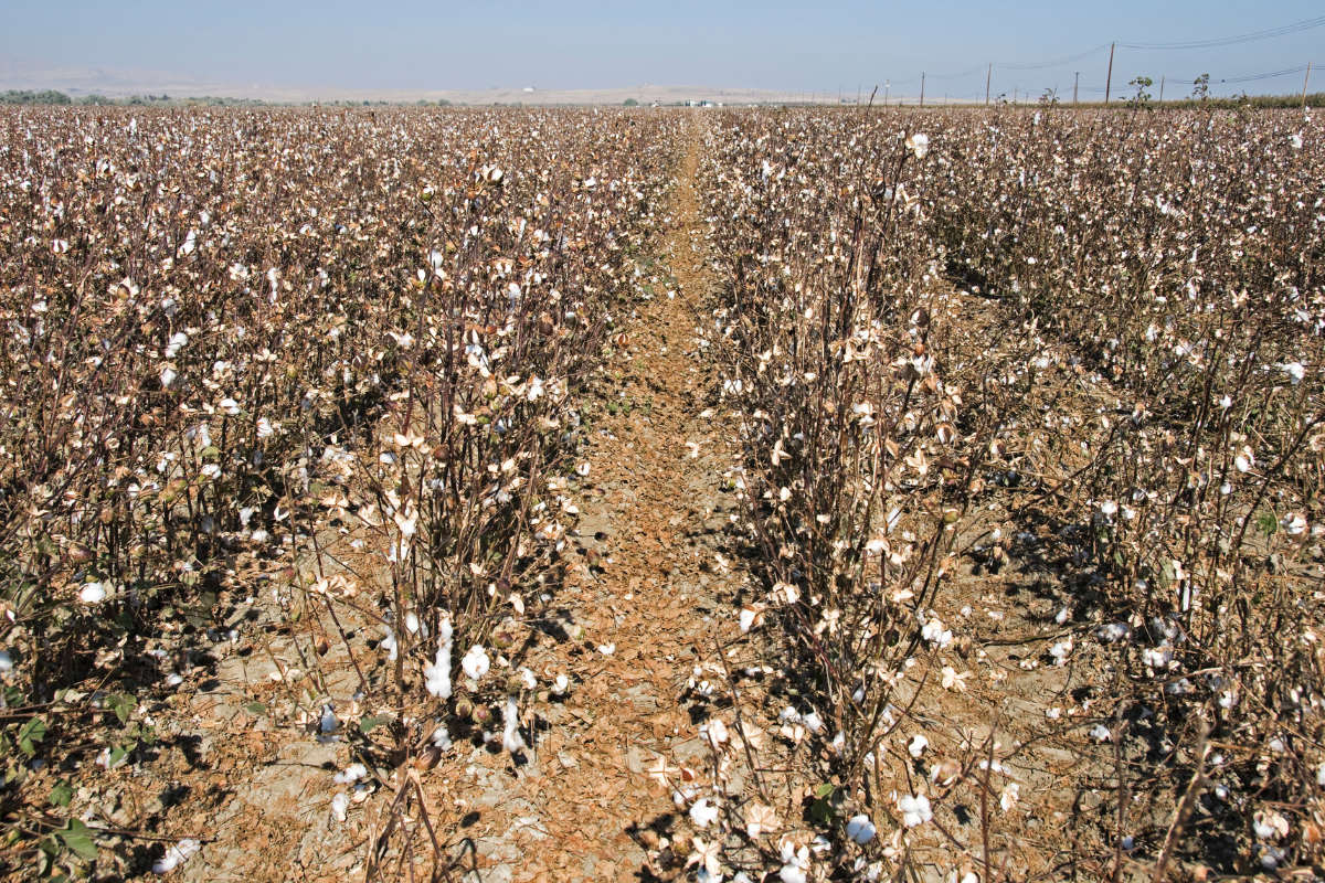 Why defoliants leave cotton leaves stuck on the plant