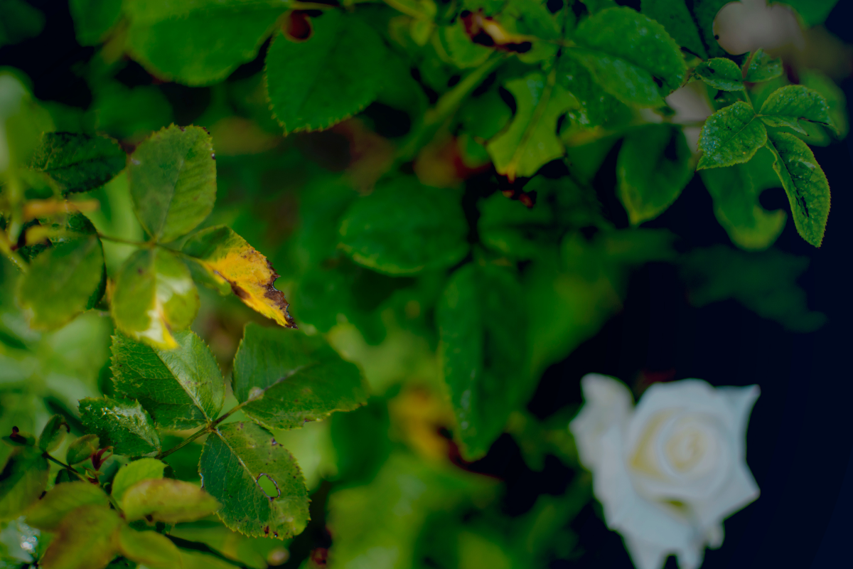 Why rose leaves turn yellow and the plant wilts Why rose leaves turn yellow and the plant wilts