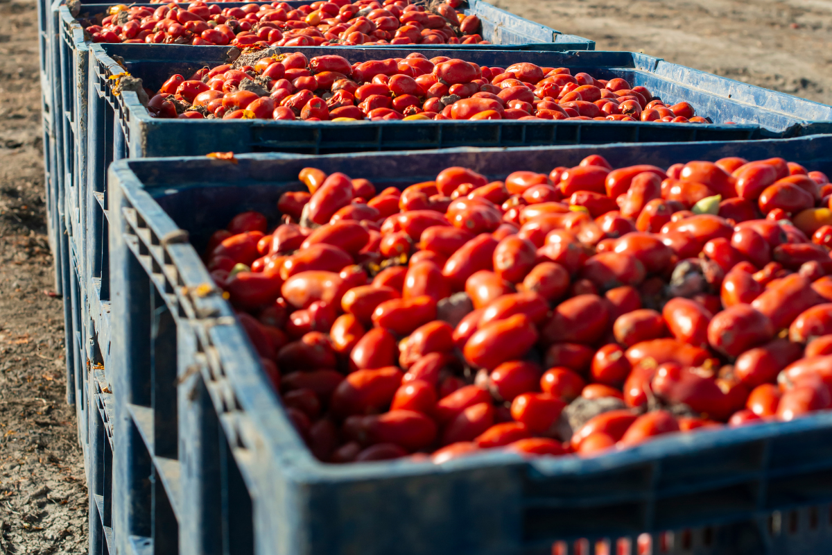 Why your tomatoes may need a passport