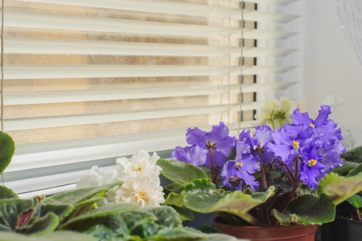 Potted African violets on a bright windowsill behind blinds