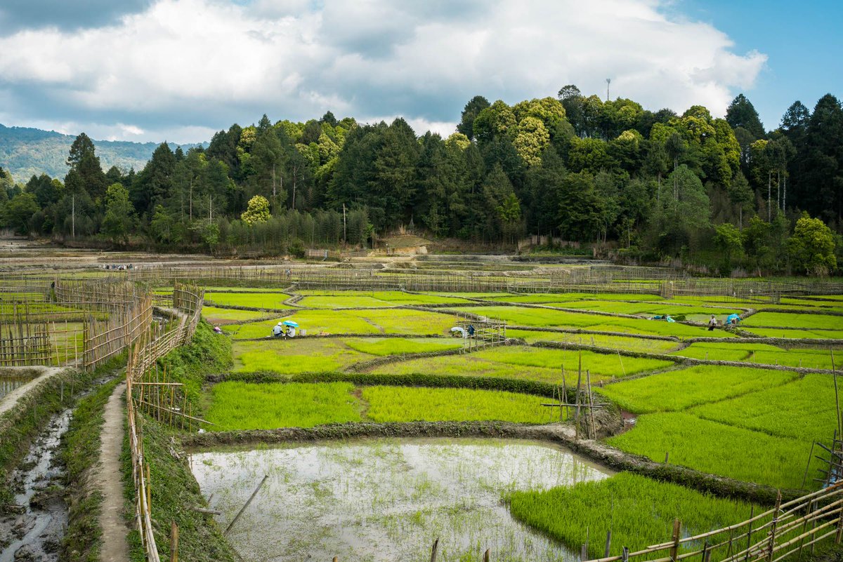 Rice plots fenced with bamboo on the Ziro Valley floor, with a water channel alongside and forest on the slopes behind