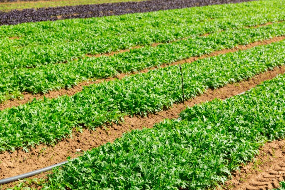 Arugula field Commercial arugula and rocket production