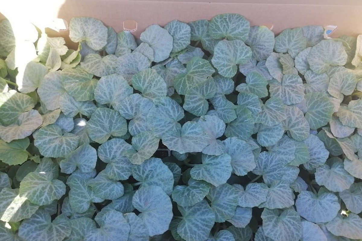 A seedling tray packed with healthy young brassica seedlings ready for transplanting