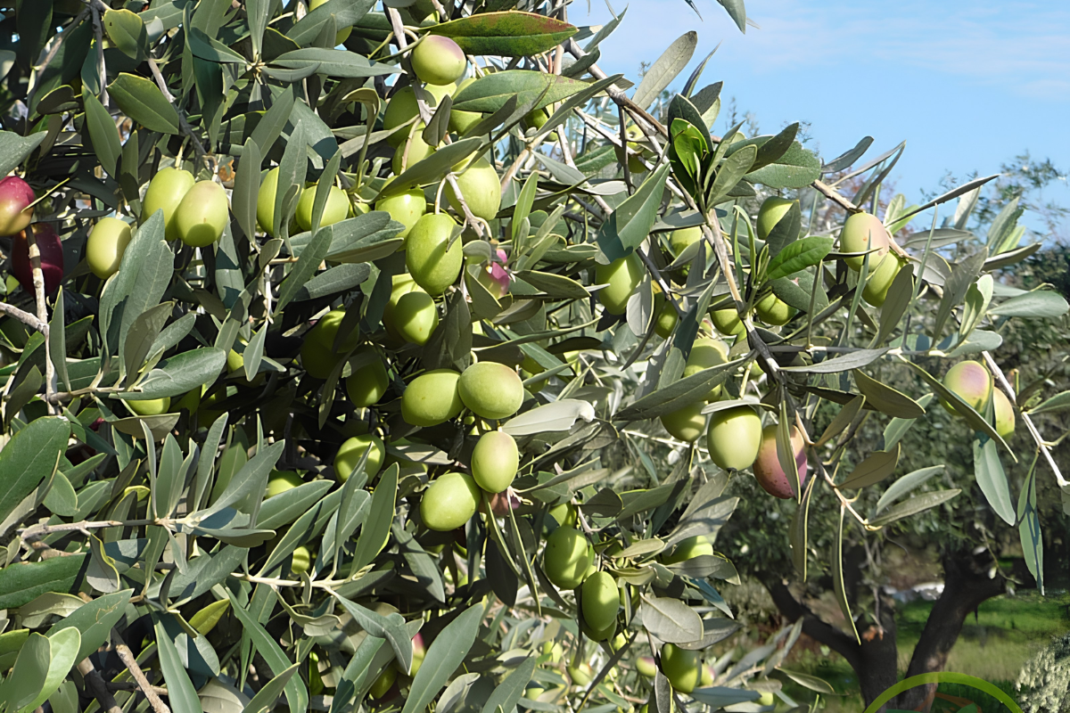 Large green olives among grey-green leaves on an olive tree