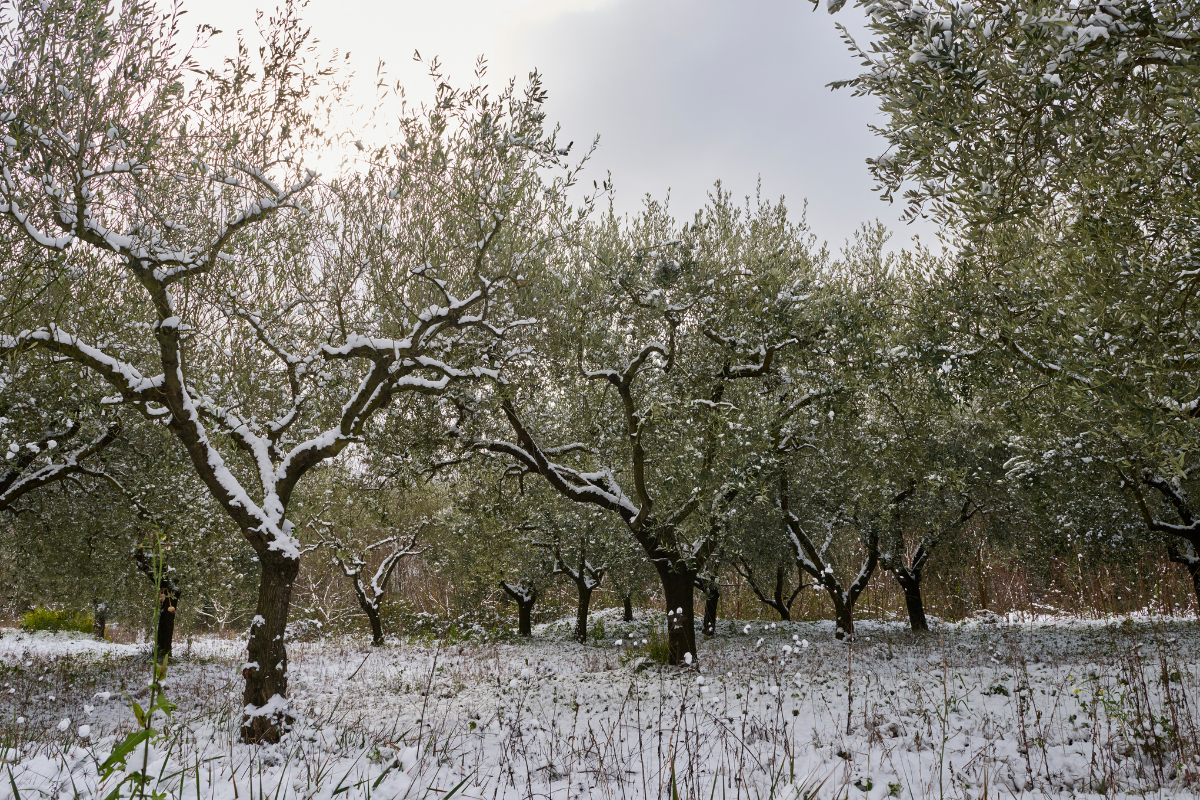 Which olive varieties tolerate cold