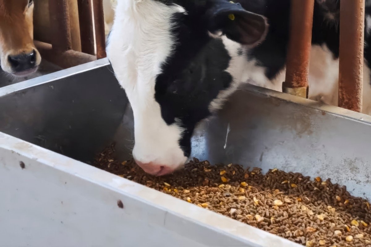 Holstein dairy cow eating concentrate pellets and maize grain from a steel feed trough