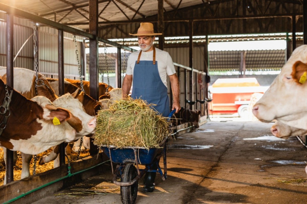 Farmer in a straw hat pushing a wheelbarrow of hay past cows in a barn