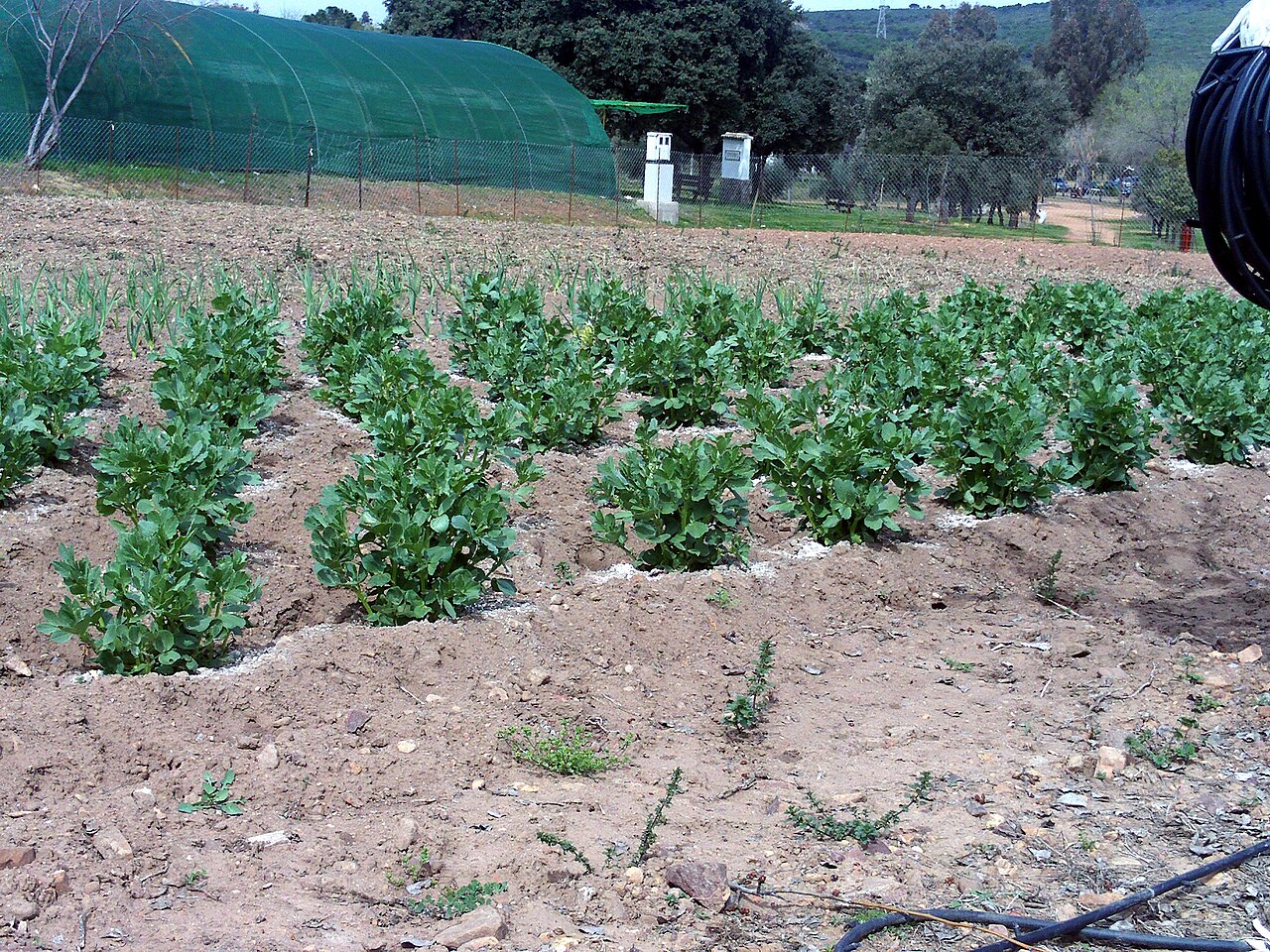 Rows of young faba bean plants in a field with drip irrigation lines