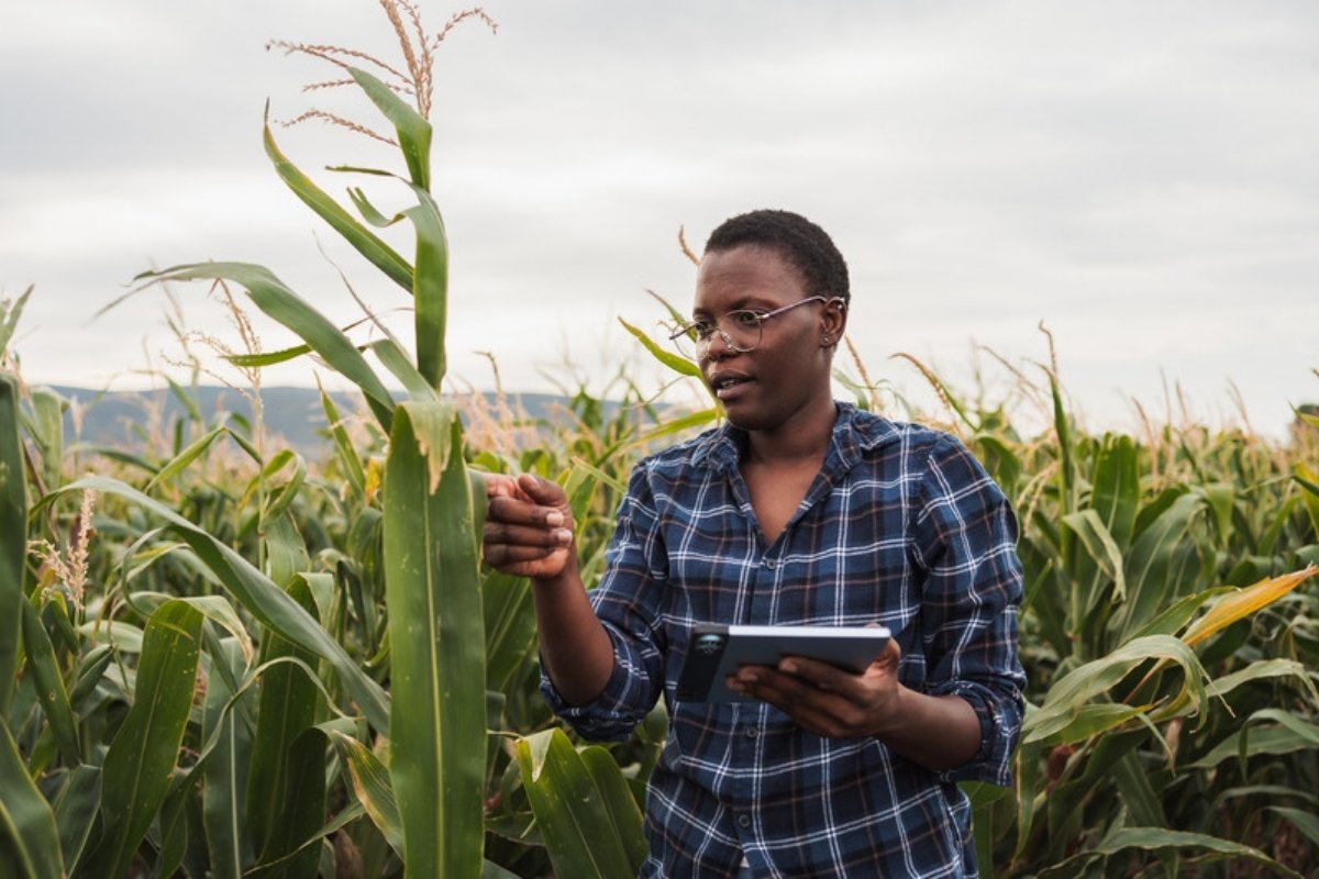 Farmer inspecting maize plants while holding a tablet