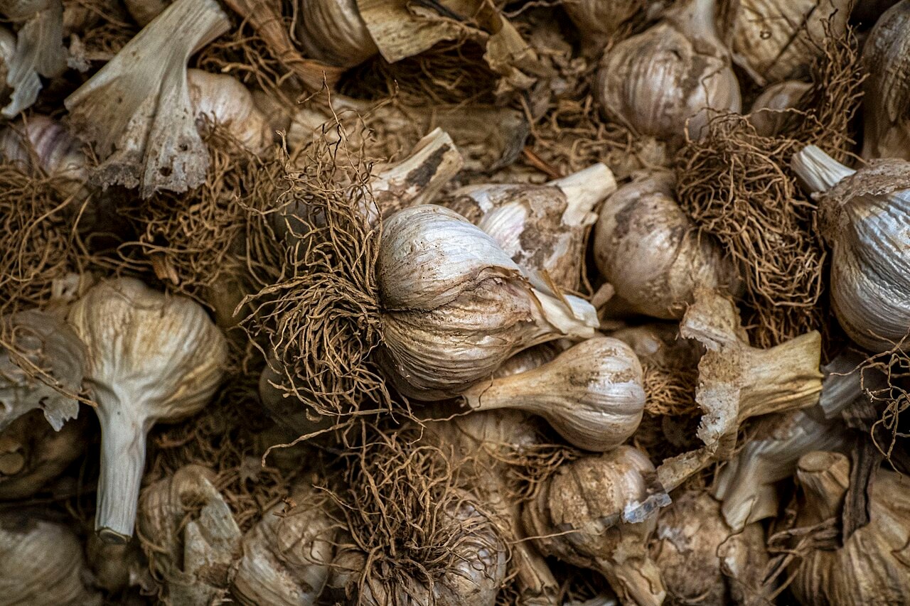 Freshly harvested garlic bulbs with roots and dry skins piled together