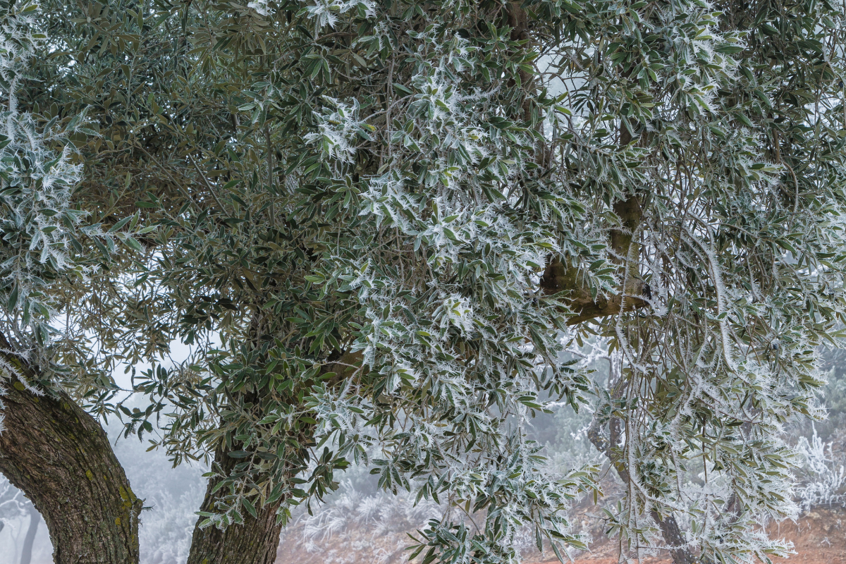 Hoar frost covering the leaves of an olive tree in a misty grove