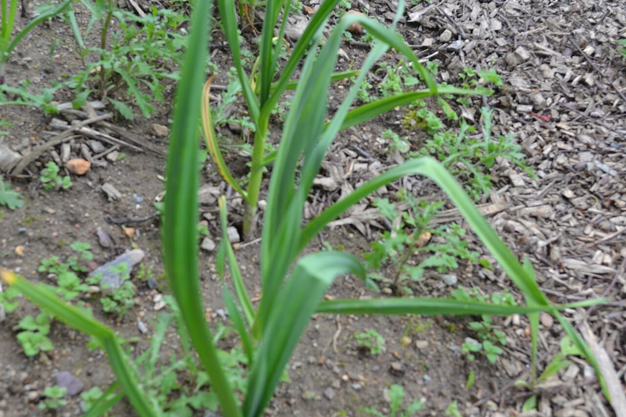 A garlic plant growing in the soil with small broadleaf weeds emerging around it