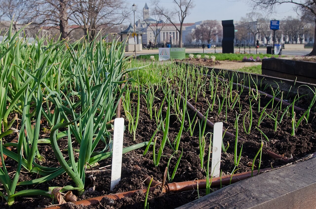 Rows of young garlic in a raised bed with brown drip lines running along the rows