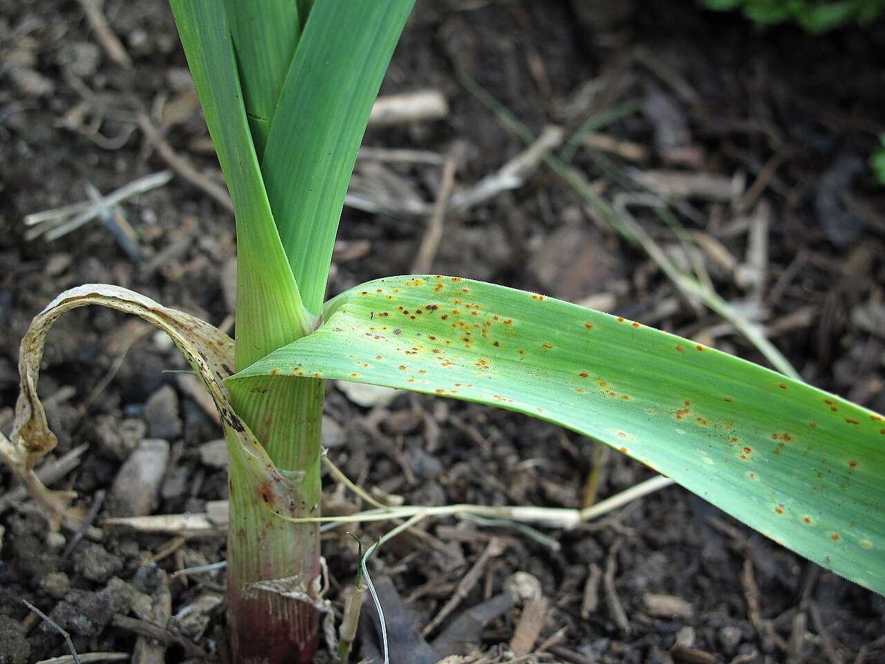 Garlic leaf covered with small orange rust pustules