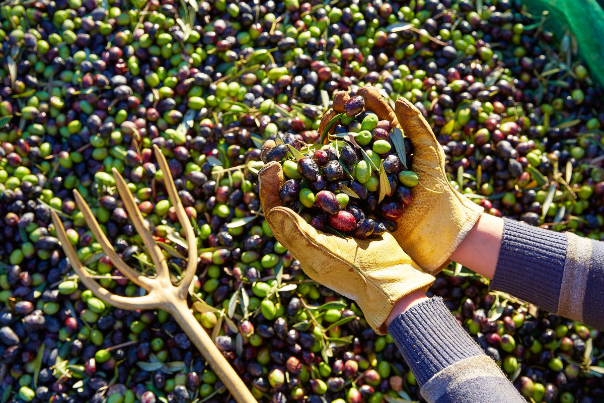 Gloved hands holding a handful of green and black olives above a pile of harvested fruit, with a wooden pitchfork beside it
