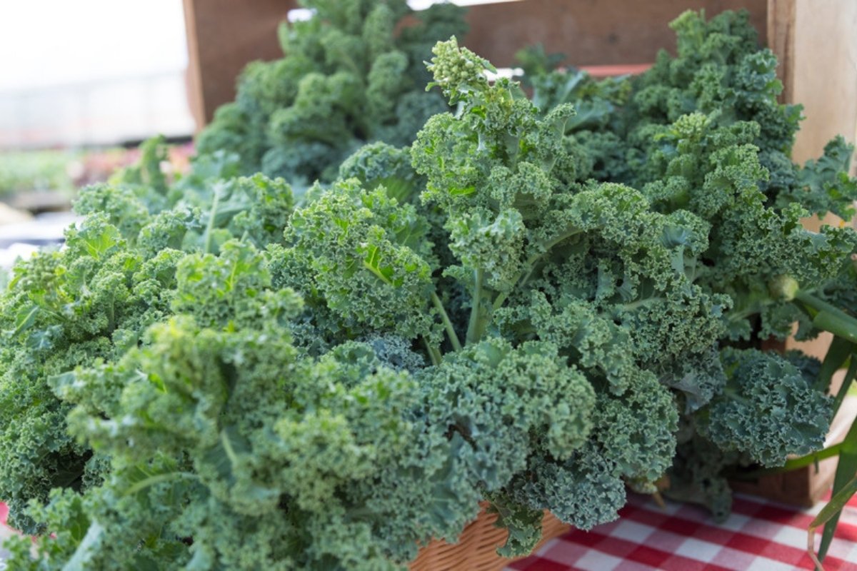 Freshly harvested curly kale in a basket on a market stall
