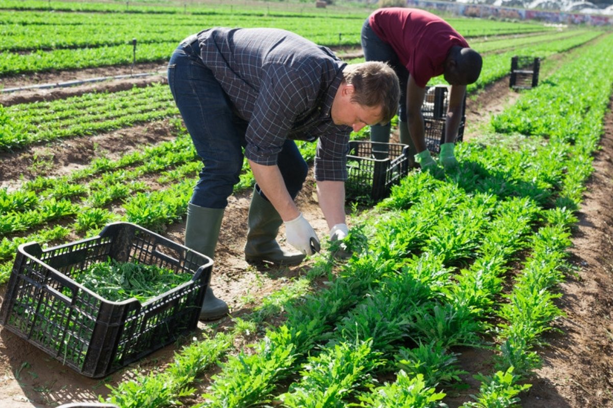 Two farm workers harvesting arugula by hand into plastic crates in the field