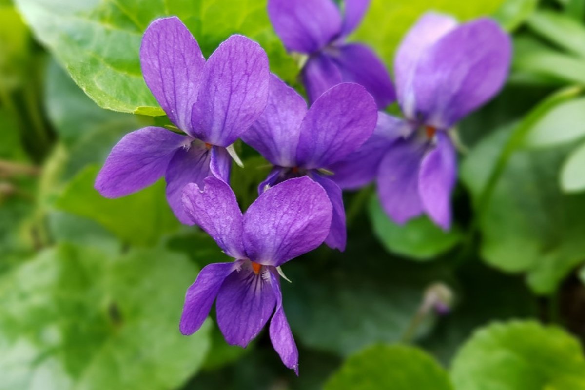 Άνθη μενεξέ, Viola odorata Πώς καλλιεργούμε τον μενεξέ (Viola odorata)