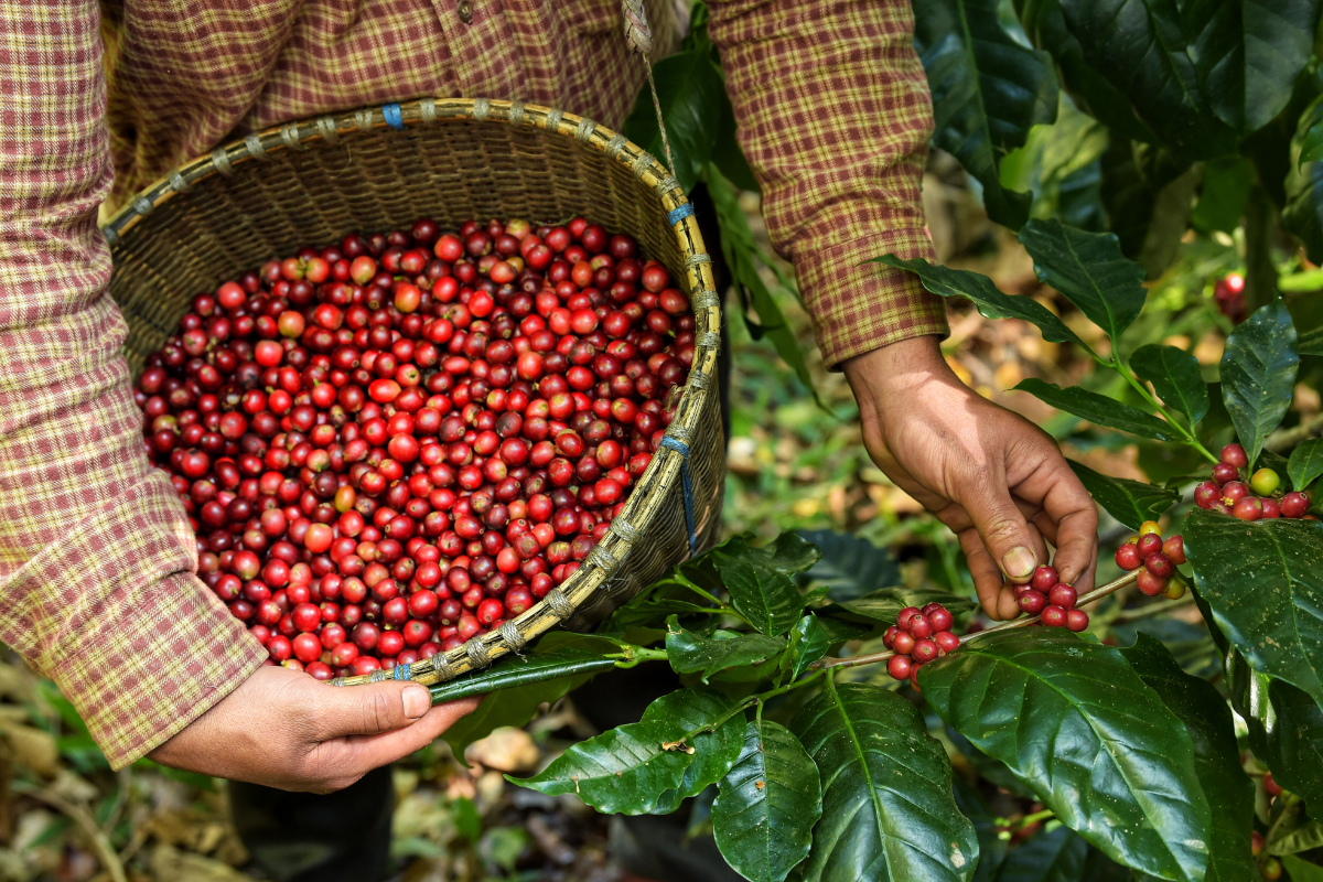 Freshly picked coffee cherries in a basket The coffee farm I tried to escape became my career
