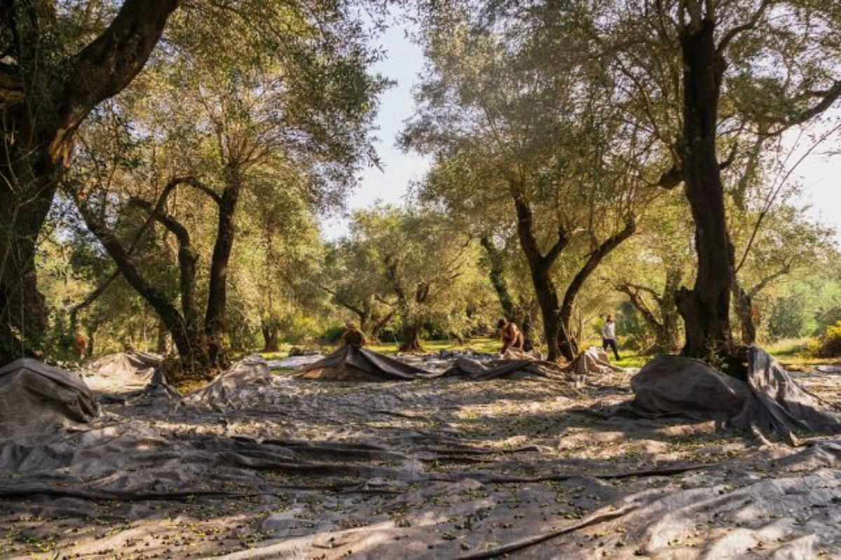 The Lianolia of Corfu and its characteristics The Lianolia of Corfu and its characteristics