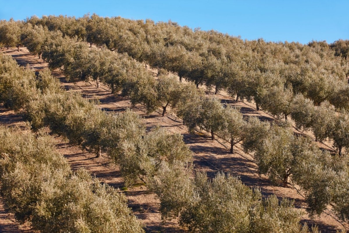 Olivar en una ladera Andalucía prevé 1,26 millones de toneladas de aceite en 2026/27 con los precios estables