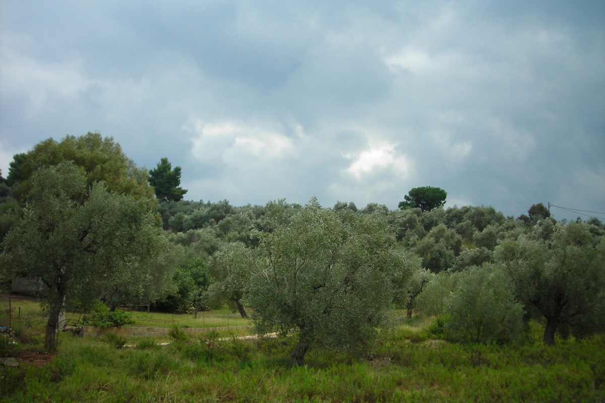 Olive grove under dark storm clouds
