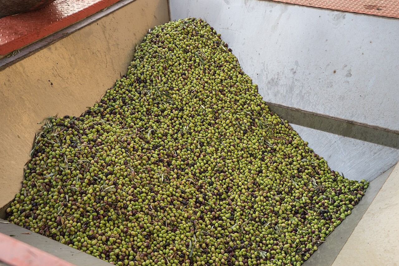 A heap of freshly harvested green and black olives in the reception hopper of an olive mill