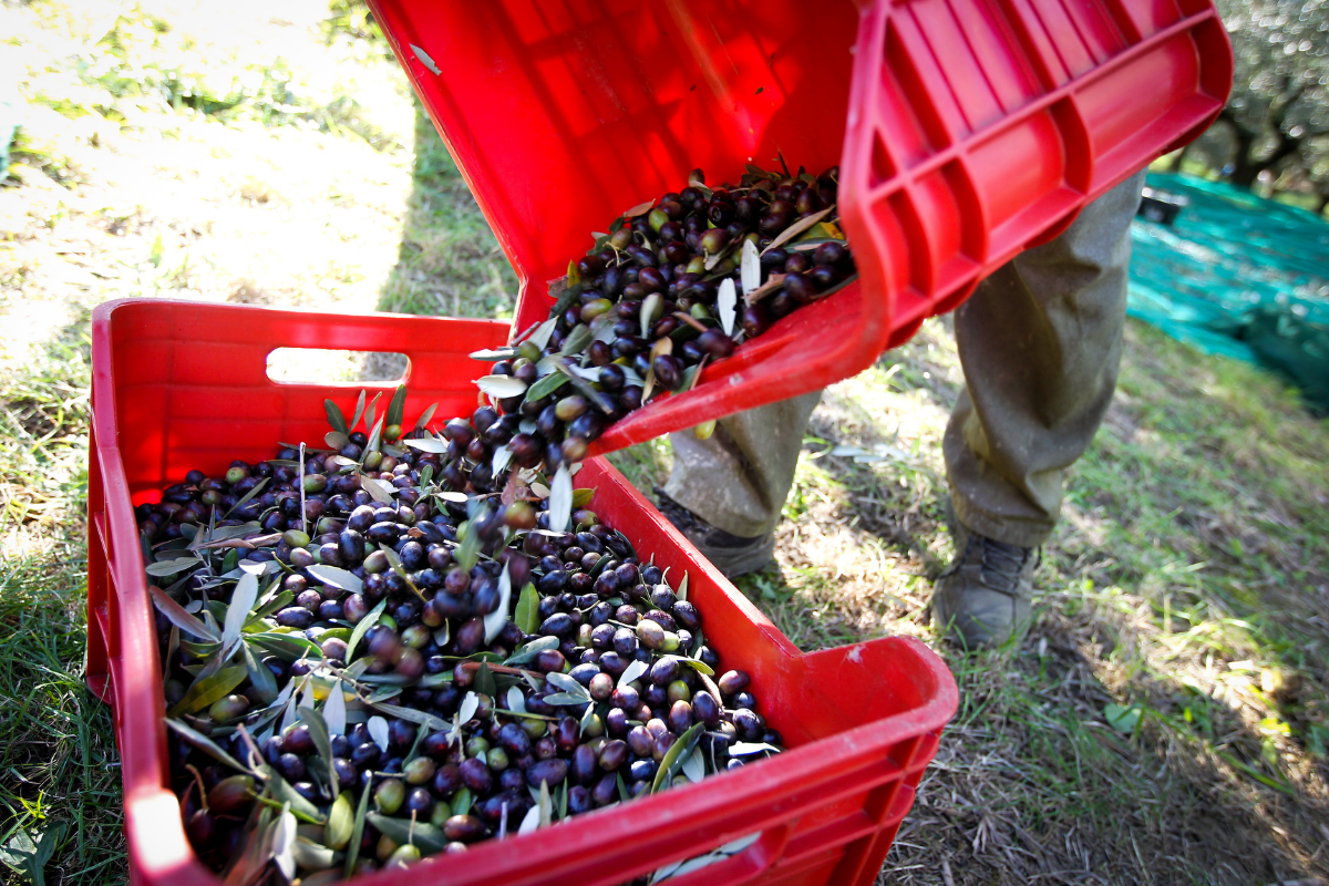 Freshly picked black olives with leaves being tipped from one red harvest crate into another in the grove