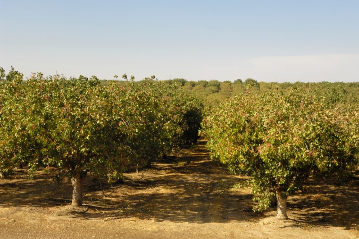 How to clean up pistachio trees after harvest to stop overwintering diseases and pests