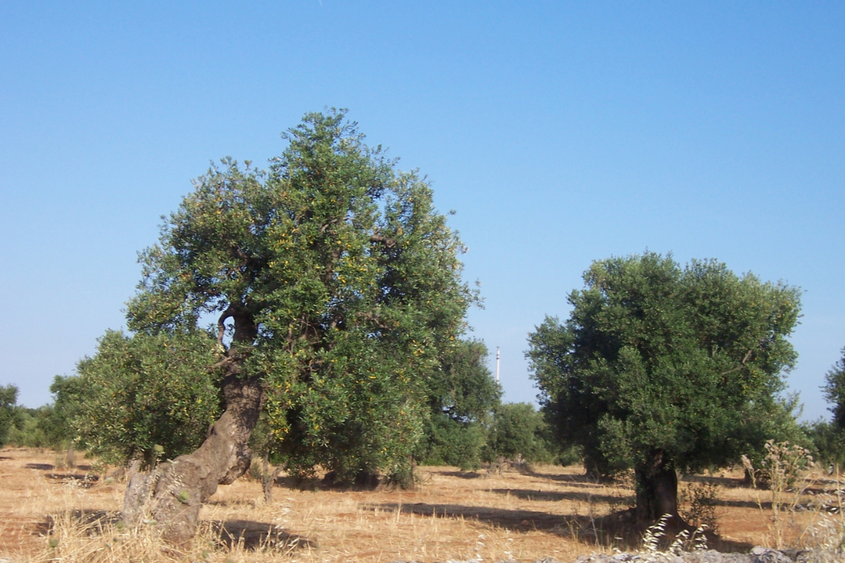 Old olive trees in a rainfed grove with dry grass in summer