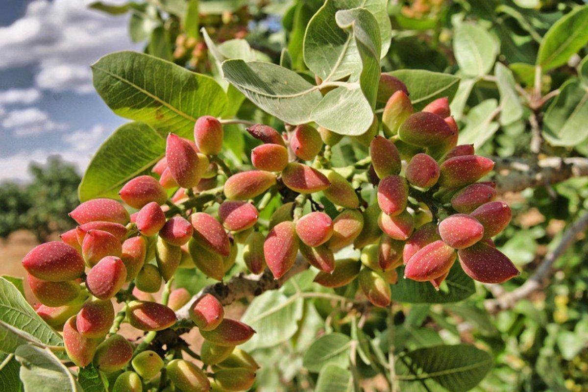 Clusters of ripe pistachios with pinkish-red hulls among green leaves