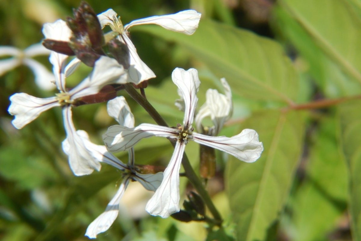 White salad arugula flowers with dark purple veins