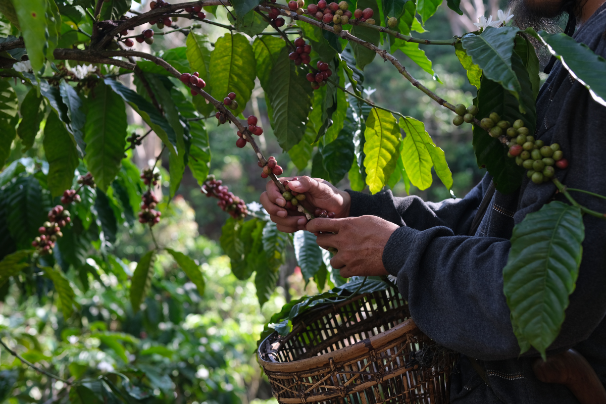 Hands picking ripe red coffee cherries from a branch into a woven basket