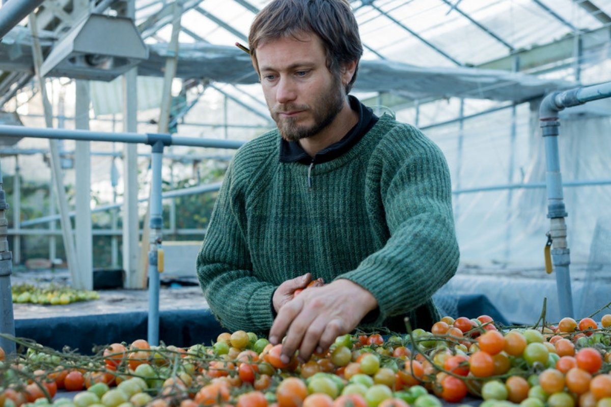 Farmer sorting harvested tomatoes in a greenhouse