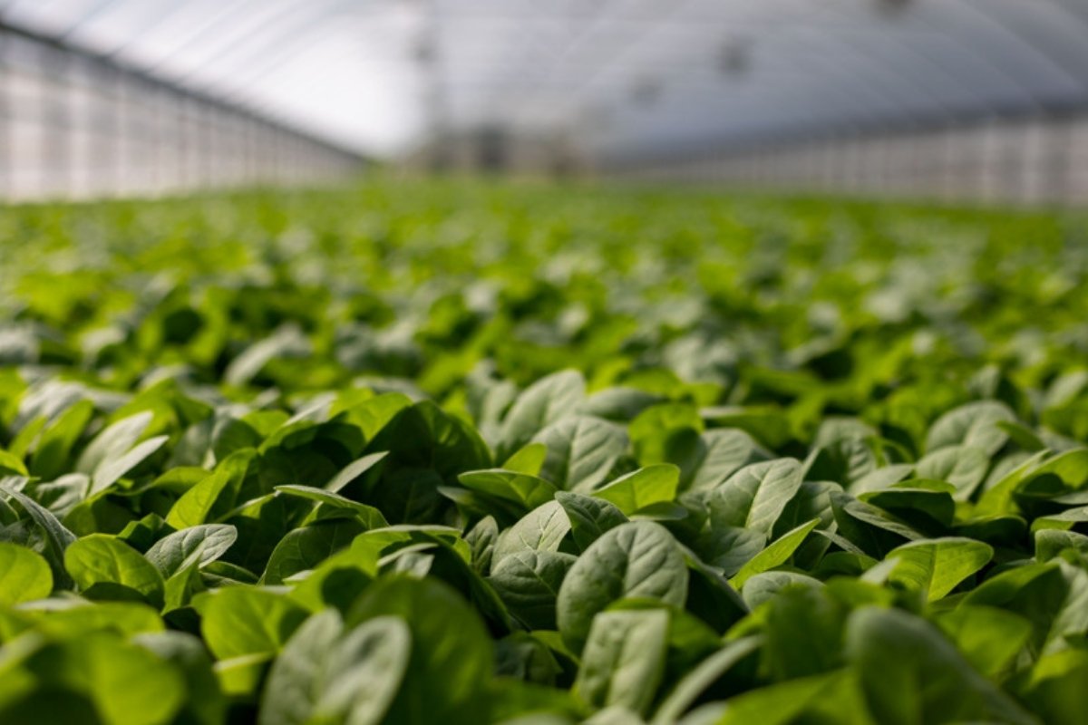 Densely sown spinach plants growing in a plastic greenhouse