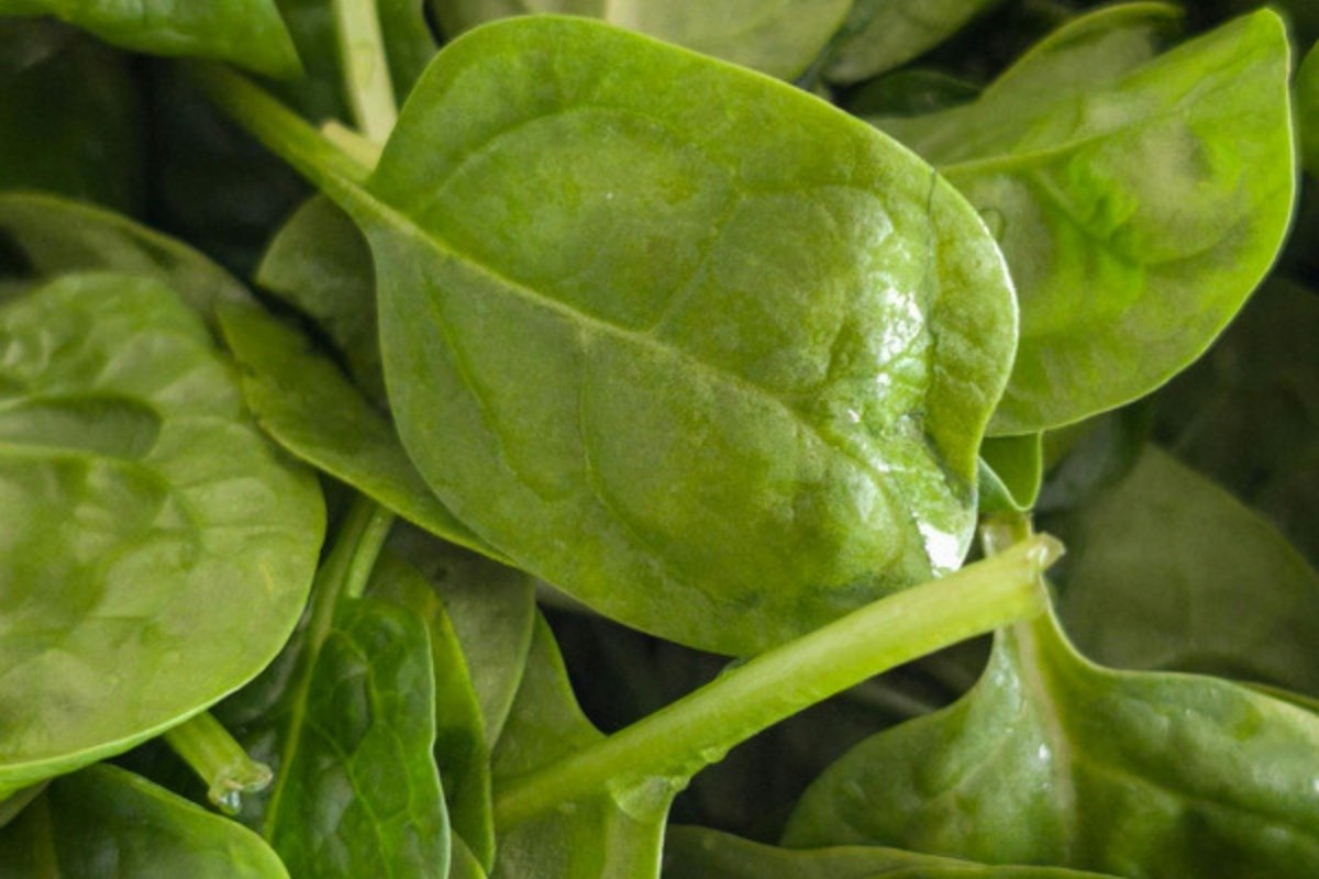 Close-up of dark green spinach leaves