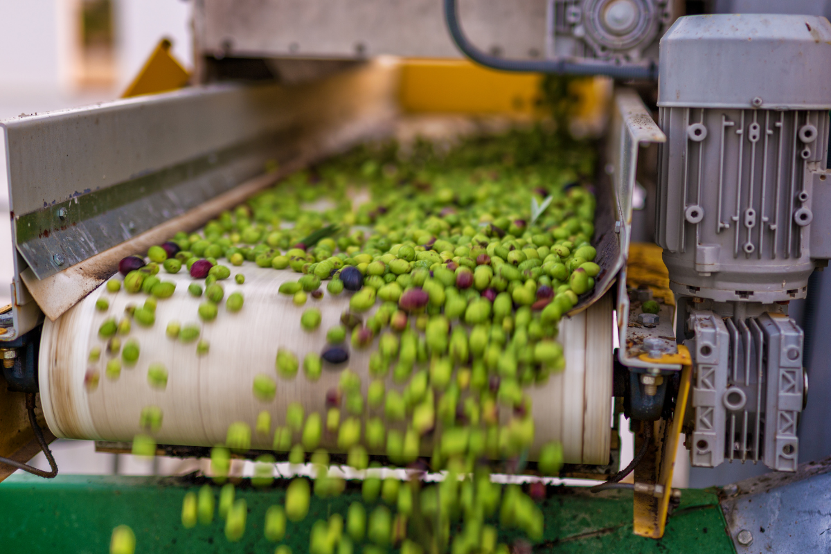 Table olives on a processing plant conveyor How table olives are processed industrially