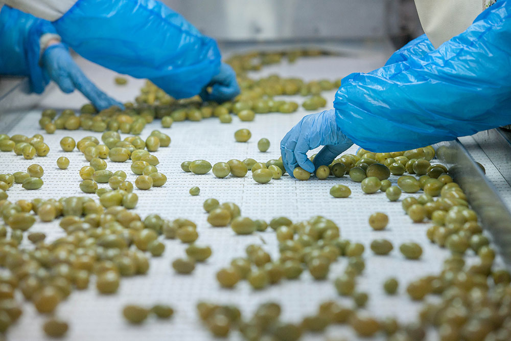 Gloved hands sorting green olives on a white conveyor belt