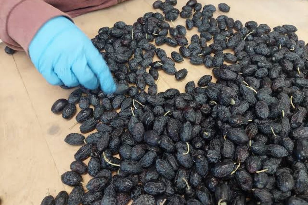 Wrinkled black olives after dry salt curing, spread out and sorted by a gloved hand