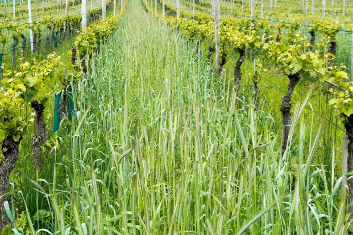 Herbe haute entre deux rangs de vigne