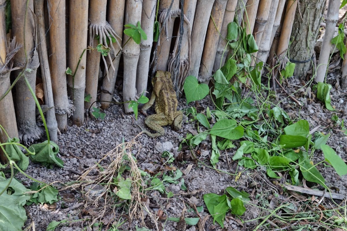 weather_fig_frog.jpg