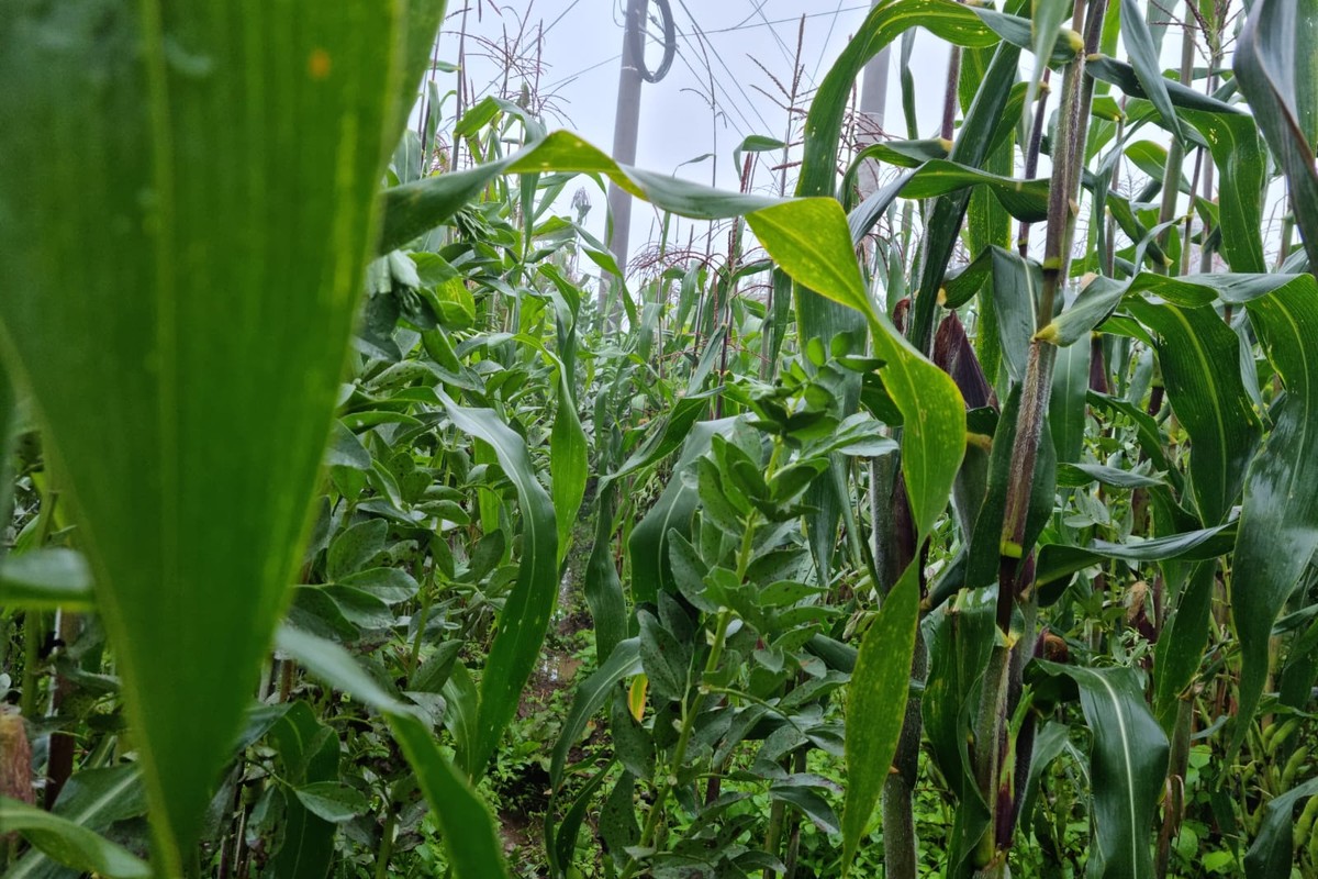 weather_fig_maize.jpg