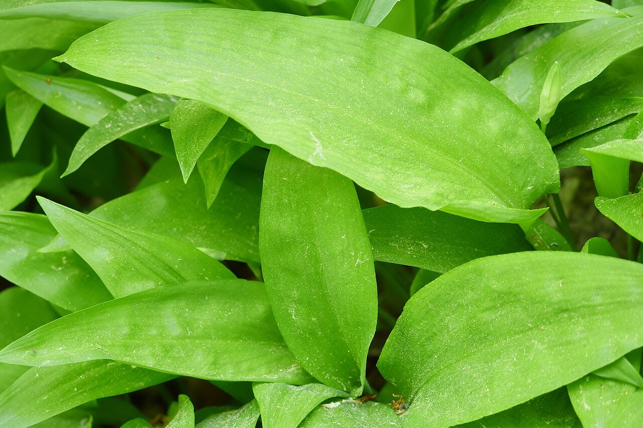 Dense broad, glossy, lance-shaped leaves of wild garlic with pointed tips