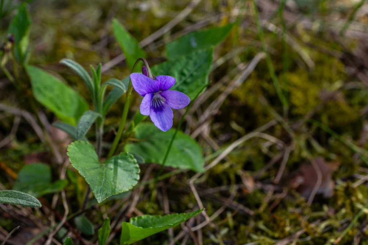 A single wild violet flower growing among moss and grass