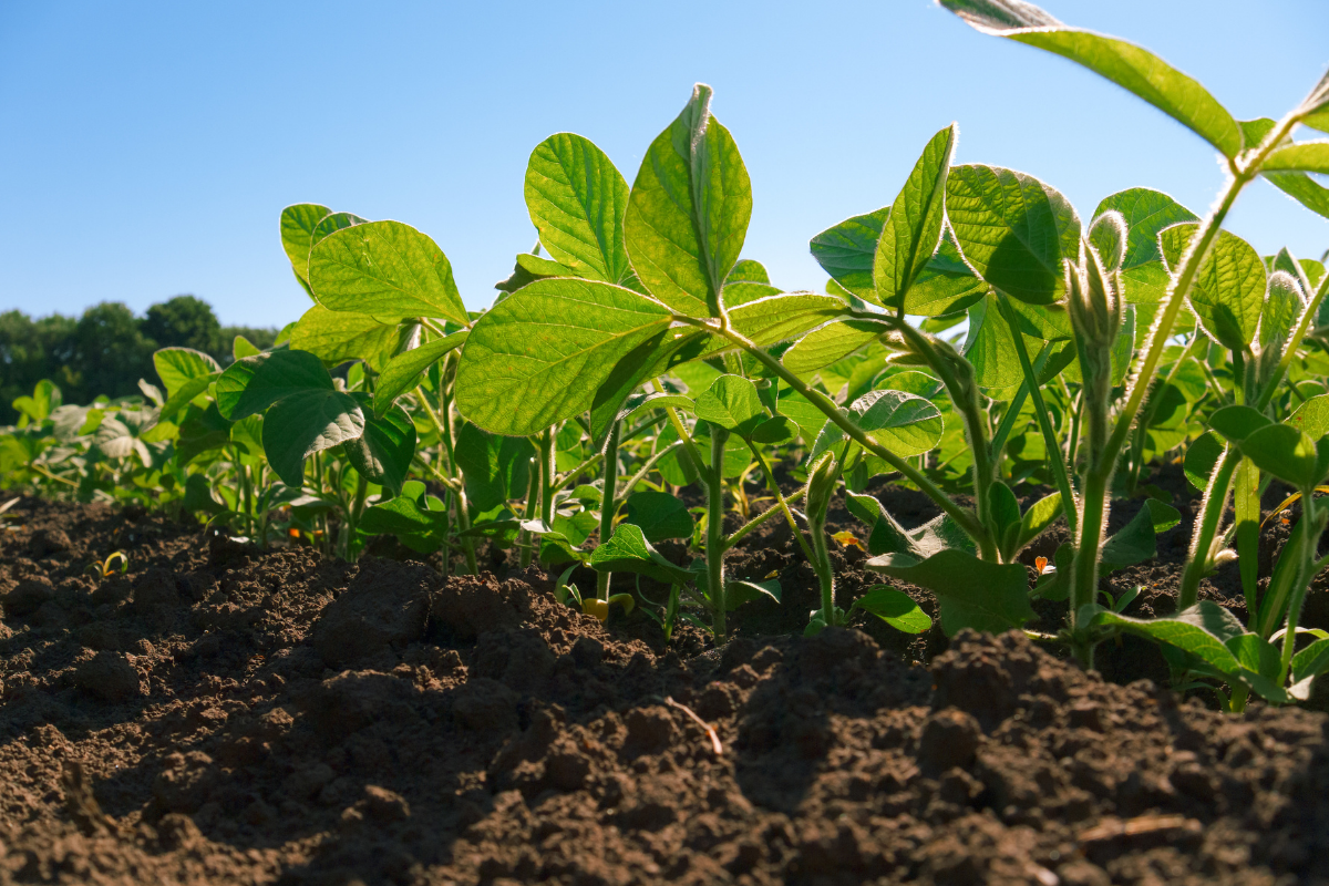 Young soybean plants growing in dark tilled soil