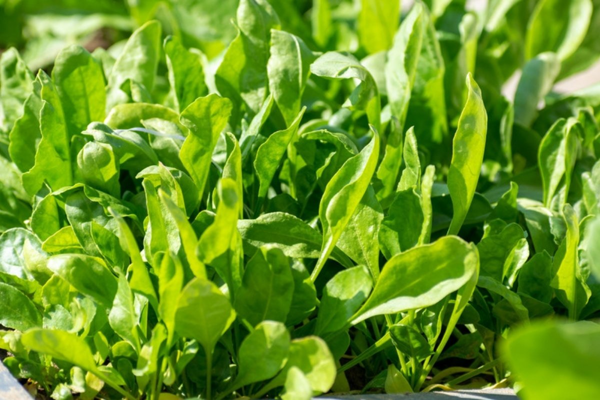 Young spinach plants in the garden How to grow spinach in the garden and in pots