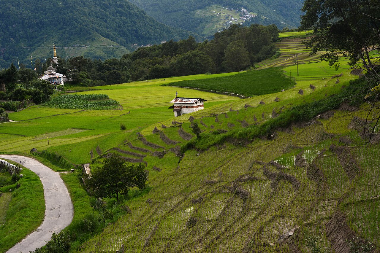 Green terraced rice paddies on the slopes of the Ziro Valley, with a winding road and farm buildings